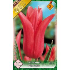 Tulipa Marietta / Tulipán Marietta 10 db (LA)