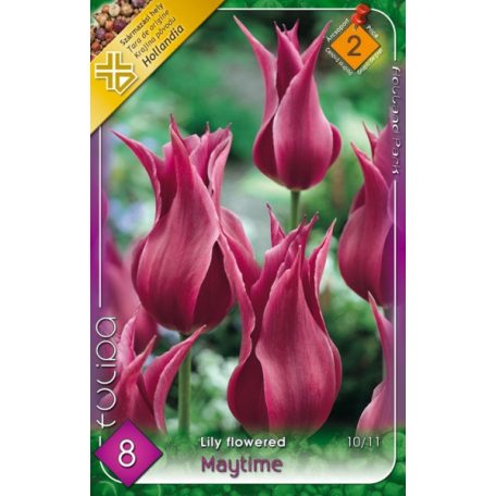 Tulipa Maytime / Tulipán Maytime 8 db (LA)