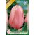 Tulipa Menton / Egyszerű virágú késői tulipán 10 db (LA)