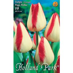 Tulipa Page Polka / Tulipán Page Polka 10 db (LA)