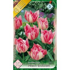   Tulipa Peach Blossom / Teltvirágú korai tulipán 10 db (LA)