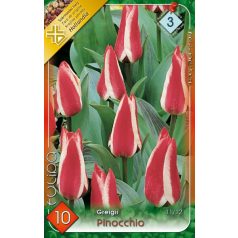 Tulipa Pinocchio / Greigii tulipán 10 db (LA)