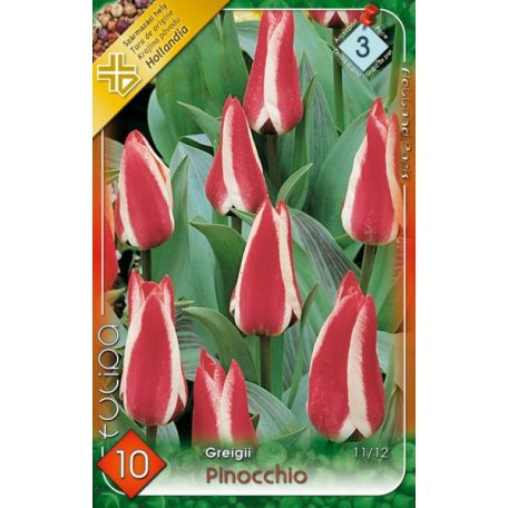 Tulipa Pinocchio / Greigii tulipán 10 db (LA)