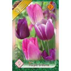 Tulipa Purple Dream trio / Tulipán trio 9 db (LA)