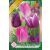 Tulipa Purple Dream trio / Tulipán trio 9 db (LA)