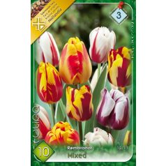   Tulipa Rembrandt mix / Rembrandt tulipán színkeverék 10 db (LA)