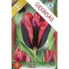 Tulipa Slawa / Triumph tulipán 8 db (LA)