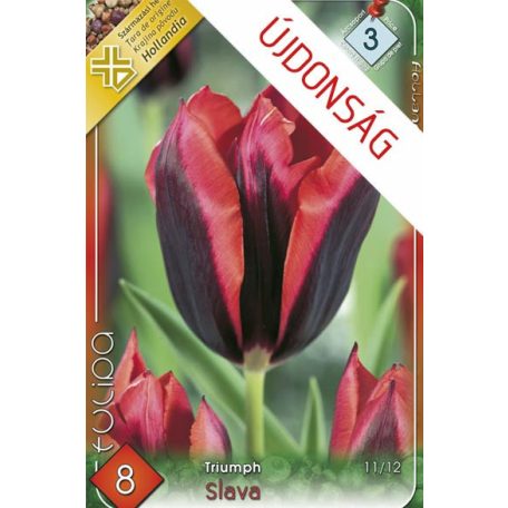 Tulipa Slawa / Triumph tulipán 8 db (LA)