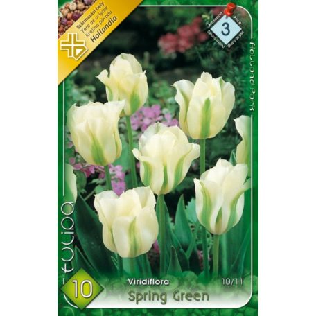 Tulipa Spring Green / Viridiflora tulipán 10 db (LA)