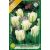 Tulipa Spring Green / Viridiflora tulipán 10 db (LA)