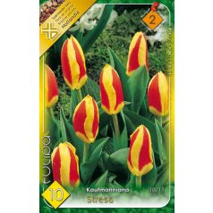 Tulipa Stresa / Tulipán Stresa 10 db (LA)