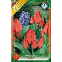 Tulipa Toronto / Csokros tulipán 10 db (LA)