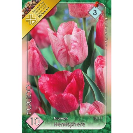 Tulipa Triumph Hemisphere / Triumph tulipán 10 db (LA)