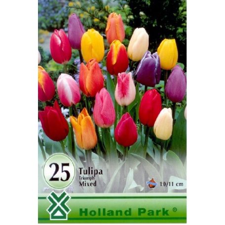 Tulipa Triumph mix 25 db / Triumph tulipán színkeverék 25 db (LA)