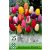 Tulipa Triumph mix 25 db / Triumph tulipán színkeverék 25 db (LA)