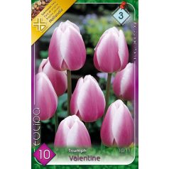   Tulipa Valentine – Synaeda Blue / Triumph tulipán 10 db (LA)