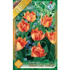   Tulipa Willem van Oranje / Teltvirágú korai tulipán 10 db (LA)