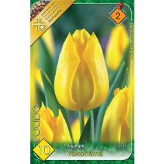 Tulipa Yokohama / Tulipán Yokohama 10 db (LA)