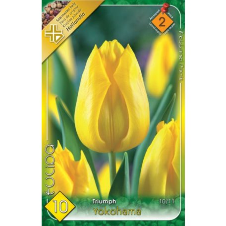 Tulipa Yokohama / Tulipán Yokohama 10 db (LA)