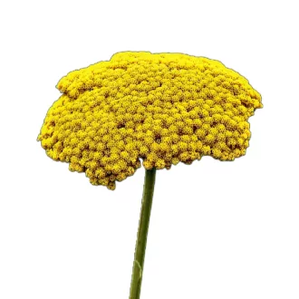 Jószagú cickafark virágmag – Palántázás