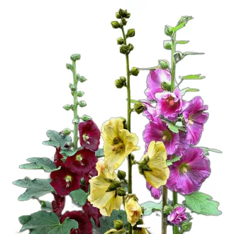 Fügelevelű mályvarózsa (Alcea ficifolia) (vetőmag) – Palántázás