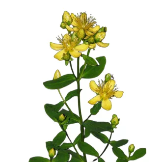Közönséges orbáncfű (Hypericum perforatum)