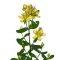Közönséges orbáncfű (Hypericum perforatum)