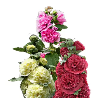   Egynyári mályvarózsa Summer Carnival (Alcea rosea annua "Summer Carnival") 