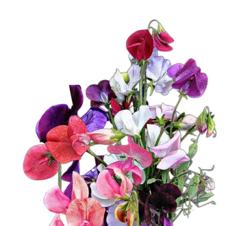   Illatos lednek "Old Spice" (Lathyrus odoratus "Old Spice") 