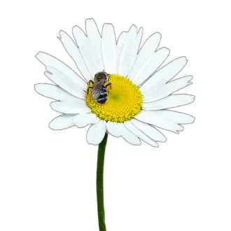 Réti margitvirág/margaréta 1g  (Leucanthemum vulgare) 