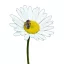 Réti margitvirág/margaréta 1g (Leucanthemum vulgare) – Palántázás