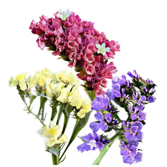 Sóvirág Mix (Limonium sinuatum Mix) 
