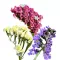 Sóvirág Mix (Limonium sinuatum Mix) 