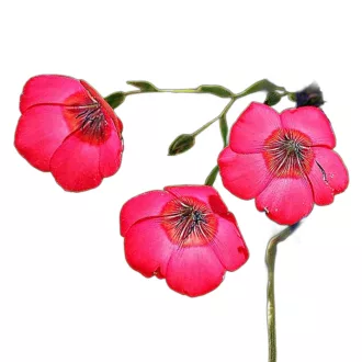 Piros len (Linum grandiflorum Rubrum) 