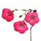 Piros len (Linum grandiflorum Rubrum) 