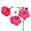 Piros len (Linum grandiflorum Rubrum) (vetőmag) – Palántázás