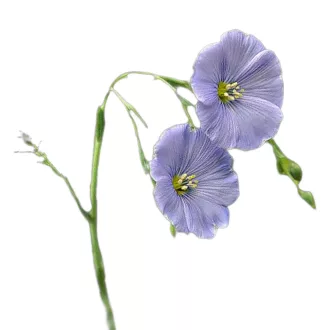 Évelő len 2g (Linum perenne) 