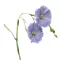 Évelő len 2g (Linum perenne) 