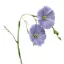 Évelő len 2g (Linum perenne) – Palántázás