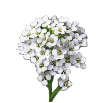 Mézvirág (Lobularia maritima ) 