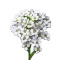 Mézvirág (Lobularia maritima ) 