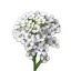 Mézvirág (Lobularia maritima ) (vetőmag) – Palántázás