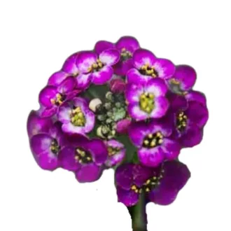   Mézvirág Oriental Nights (Lobularia maritima Oriental Nights) 