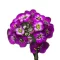 Mézvirág Oriental Nights (Lobularia maritima Oriental Nights) 