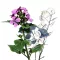 Holdviola (Lunaria annua) 