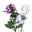 Holdviola (Lunaria annua) (vetőmag) – Palántázás