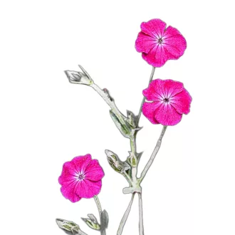   Bársonyos kakukkszegfű Atrosanguinea (Lychnis coronaria Atrosanguinea) 