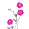 Bársonyos kakukkszegfű Atrosanguinea (Lychnis coronaria Atrosanguinea) 