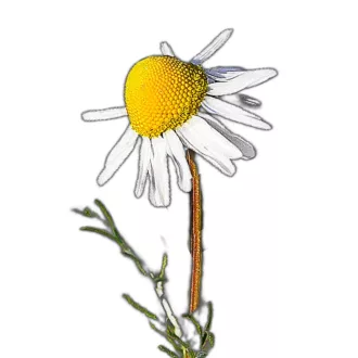 Kamilla 1g (Matricaria chamomilla) – Palántázás