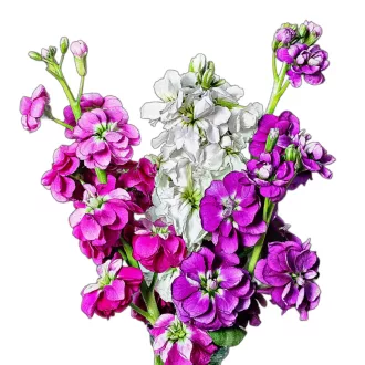 Nyári viola Mix (Matthiola incana Mix) 